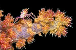 Images Dated 15th March 2016: Soft coral crab (Hoplophrys oatesil) climbing out onto a branch of yellow