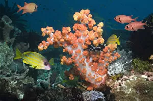Soft Coral (Dendronephthya sp) with Blueline snappers (Lutjanus kasmira)