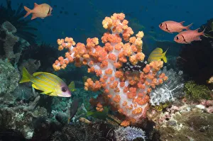 Miispecies Prints: Soft Coral (Dendronephthya sp) with Blueline snappers (Lutjanus kasmira)