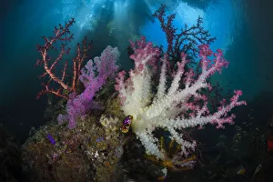 Alcyonacea Gallery: Soft coral (Dendronepthya sp) garden, Iris Strait, Triton Bay, Indonesia, Pacific Ocean