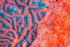 Pleurosicya Prints: Soft coral ghostgoby (Pleurosicya boldinghi) camouflaged on a Sea fan (Euplexaura sp)