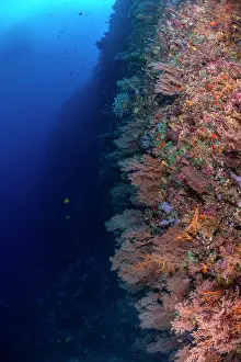 Fiji Prints: Soft corals covering reef wall at White Wall