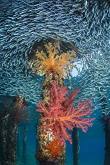 Middle East Prints: Soft corals (Dendronephthya hemprichi) growing in very shallow water in the shade