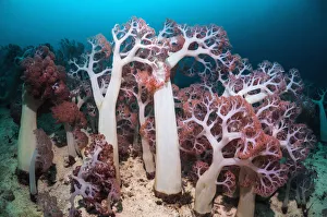 Alcyonacea Gallery: Soft corals (Dendronephthya sp) in coral reef, West Papua, New Guinea