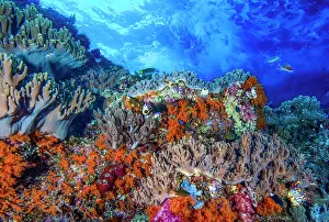 Soft corals (Sinularia sp. Lobophytum sp. Scleronephthya sp. Dendronephthya sp. and Nephthea sp.). Many solitary tunicates are also present (Polycarpa aurata)
