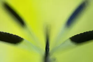August 2022 Highlights Collection: Soft focus close up of male Banded demoiselle damselfly (Calopteryx splendens) body and wings