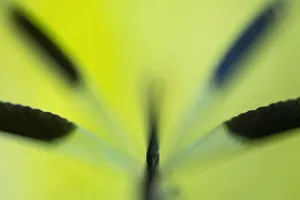 Zygoptera Prints: Soft focus close up of male Banded demoiselle damselfly (Calopteryx splendens) body and wings