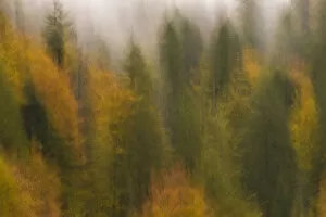 Soft focus on mixed woodland with Silver fir (Abies alba) Spruce (Picea excelsa)