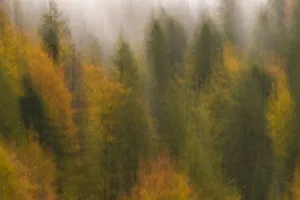 Maurizio Biancarelli Prints: Soft focus on mixed woodland with Silver fir (Abies alba) Spruce (Picea excelsa)