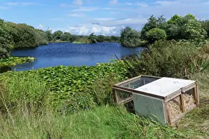 Releasing Prints: Soft release cage containing a family of Water voles (Arvicola amphibius) positioned on a lake shore