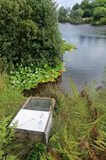 Releasing Prints: Soft release cage containing a family of Water voles (Arvicola amphibius) positioned on a lake shore