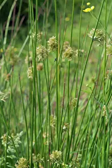 Heathland Prints: Soft-rush (Juncus effusus), Headley Heath, Surrey, England, UK. June