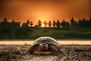 Softshell turtle (Nilssonia sp) walking on sand at sunset