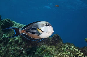 North Africa Collection: Sohal surgeonfish (Acanthurus sohal), Red Sea, Egypt. January