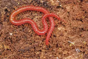 Myriapod Prints: Soil centipede (Strigamia bidens) on rotten log