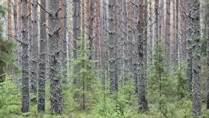Images Dated 28th October 2009: Sokolsky pine forest, young trees growing up amongst tall trunks of older trees, Russky Sever NP