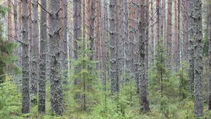 Trunks Prints: Sokolsky pine forest, young trees growing up amongst tall trunks of older trees