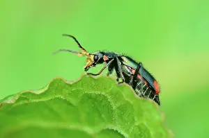 Iridescence Prints: Soldier beetle (Malachius bipustulatus) portrait, Dorset, England, UK. May