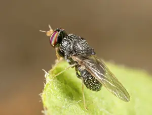 Soldier fly (Gowdeyana punctifera) portrait, Pennsylvania, USA. May