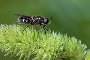 Thermoregulation Prints: Soldier fly (Lasiopa sp.) sunning on coastal vegetation, Corfu, Greece. May