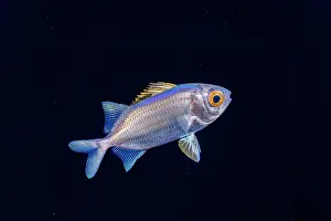 Myripristis Prints: Soldierfish (Myripristis sp.) juvenile or larval stage