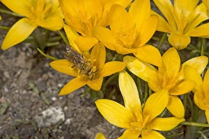 Heather Angel Gallery: Solitary bee (Apoidea) feeding on Crocus (Crocus korolkowii), covered in pollen. Ansob Pass