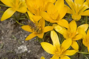 Heather Angel Prints: Solitary bee (Apoidea) feeding on Crocus (Crocus korolkowii)