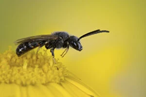 Andrenidae Gallery: Solitary bee (Panurgus sp) On Corn Marigold, species often associated with yellow flowers