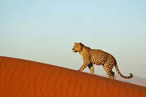 Solitary Leopard {Panthera pardus} walking along sand dune Namibia, Southern Africa
