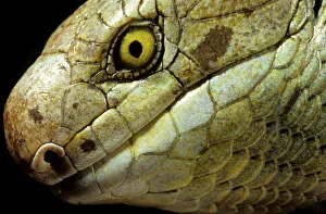 Images Dated 12th August 2013: Solomon islands / large prehensile-tailed Skink (Corucia zebrata) Solomon islands