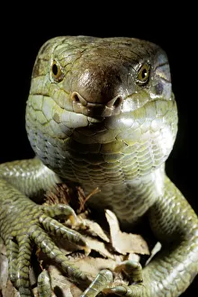 Images Dated 12th August 2013: Solomon islands / large prehensile-tailed Skink (Corucia zebrata) Solomon islands