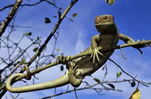 Images Dated 12th August 2013: Solomon islands / large prehensile-tailed Skink (Corucia zebrata) climbing branch