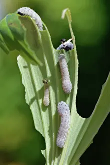 Asparagaceae Prints: Solomon's seal sawfly (Phymatocera aterrima) larvae feeding on Solomon's seal (Polygonatum sp)
