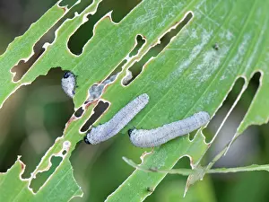 Asparagaceae Prints: Solomon's seal sawfly (Phymatocera aterrima) larvae feeding on Solomon's seal (Polygonatum sp)