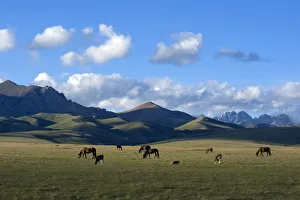 Song-Kul Lake horses and cattle grazing on their summer pasture, Karatal-Japyryk Song-Kul Lake horses and cattle grazing on their summer pasture, Karatal-Japyryk