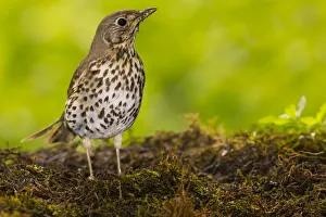 Song Thrush (Turdus philomelos), Bayern, Germany. June. June