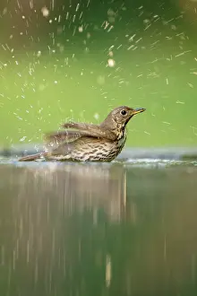 Hungary Prints: Song thrush (Turdus philomelos) bathing in shallow water