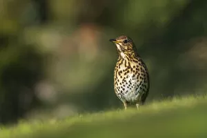 Cornwall Gallery: Song thrush (Turdus philomelos) looking for worms in a garden, Broxwater, Cornwall, UK