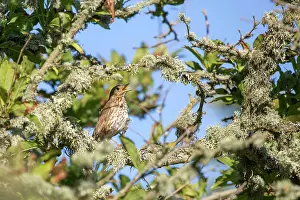Speckled Prints: Song thrush (Turdus philomelos) perched in tree singing