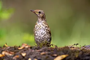 Speckled Prints: Song thrush (Turdus philomelos) portrait, Hungary. June