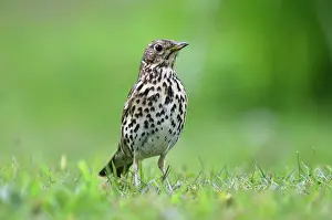 True Thrush Prints: Song thrush (Turdus philomelos) standing on grass, portrait, Dorset, England, UK. April