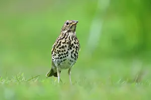 Spring Prints: Song thrush (Turdus philomelos) standing on grass, portrait, Dorset, England, UK. April
