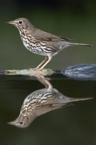 Images Dated 14th May 2008: Song Thrush (Turdus philomelos) at water, Pusztaszer, Hungary, May 2008