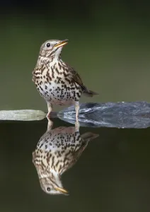 Images Dated 14th May 2008: Song Thrush (Turdus philomelos) at water, Pusztaszer, Hungary, May 2008