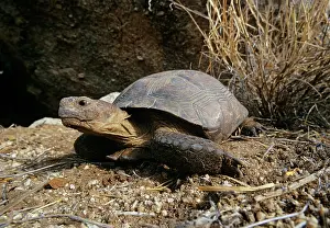 Testudinidae Prints: Sonoran desert tortoise (Gopherus morafkai) portrait, Sonora, Mexico. Captive