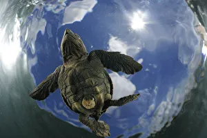 Unusual Angle Prints: As soon as it entered the water the young Olive ridley sea turtle (Lepidochelys olivacea)
