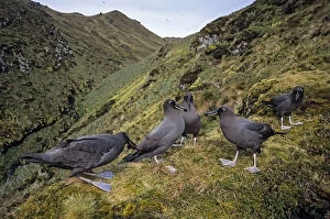 Albatross Gallery: Sooty Albatross (Phoebetria fusca) group courting on high inland ridge. Gough Island