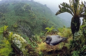Sooty albatross (Phoebetria fusca) nesting amongst Blechnum palmiforme tree ferns