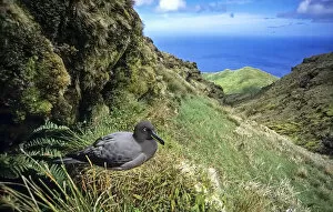 Images Dated 24th October 2017: Sooty Albatross (Phoebetria fusca) nesting in high inland valley. Gough Island, Gough