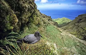Sooty Albatross (Phoebetria fusca) nesting in high inland valley. Gough Island, Gough